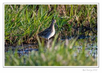 Wilson's snipe copy.jpg